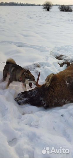 Вязка зсл, кобель