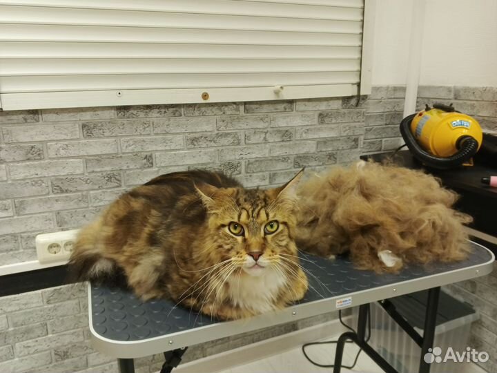 Груминг (стрижка-линька ) собак и кошек