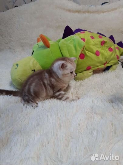 Шотландские вислоухие и прямоух котята.Есть выбор