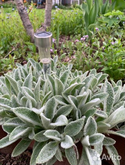 Ослиные ушки, многолетник - пушистик Стахис