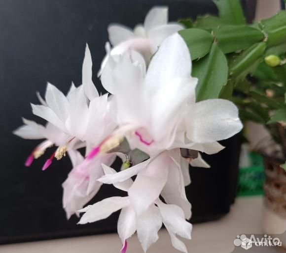 Декабрист и суккуленты