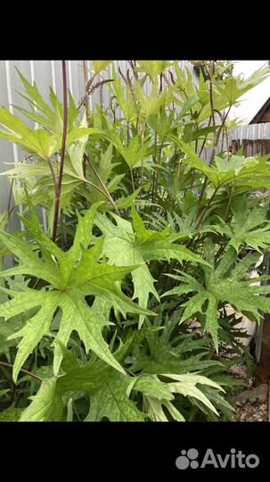 Бузульник Пржевальского