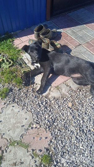 Щенок мальчик