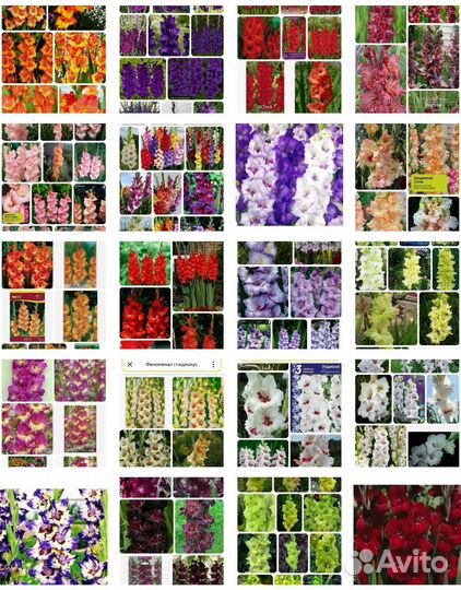 Гладиолусы коллекционные и сортовые