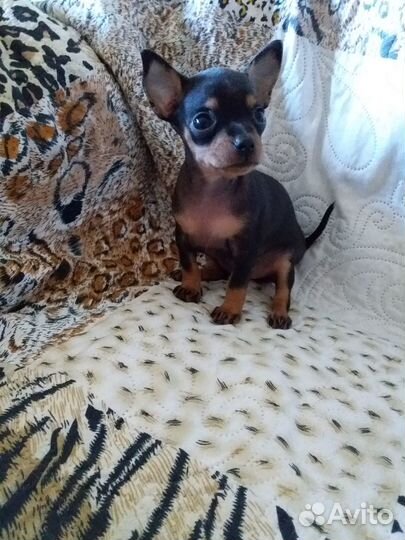 Щенки тойтерьер мини