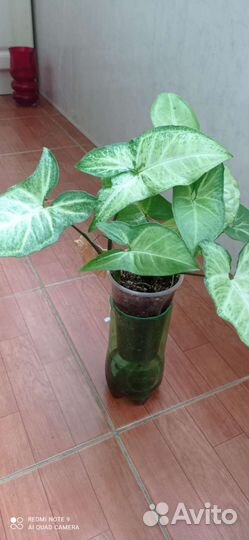 Комнатные цветы