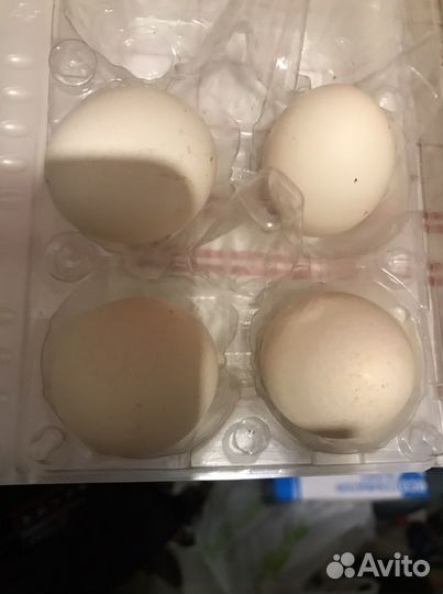 Яйца куриные домашние