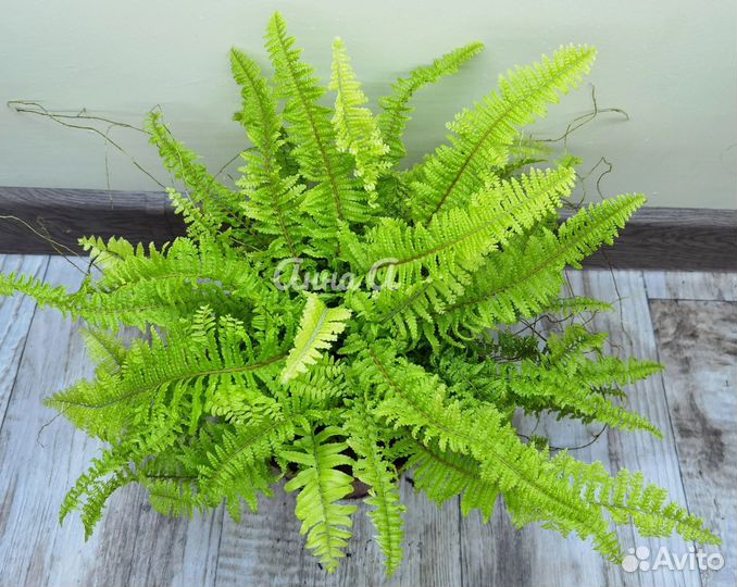 Нефролепис Vintage Lace yellow