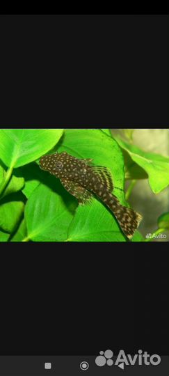 Сомики анциструсы