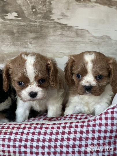 Кавалер кинг чарльз спаниель щенки