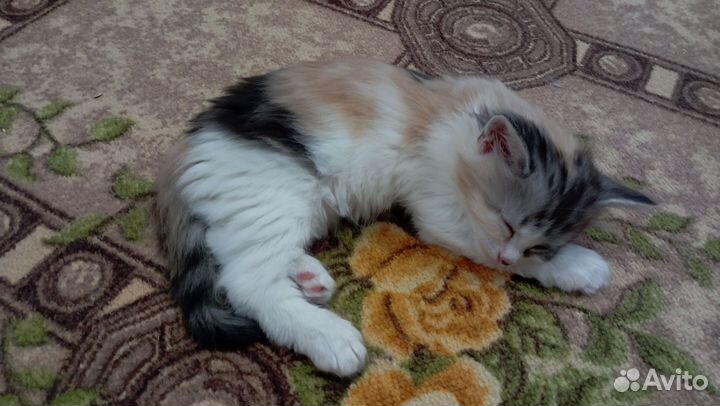 Кошка