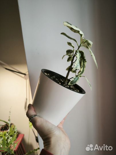 Фикус Рубигиноза