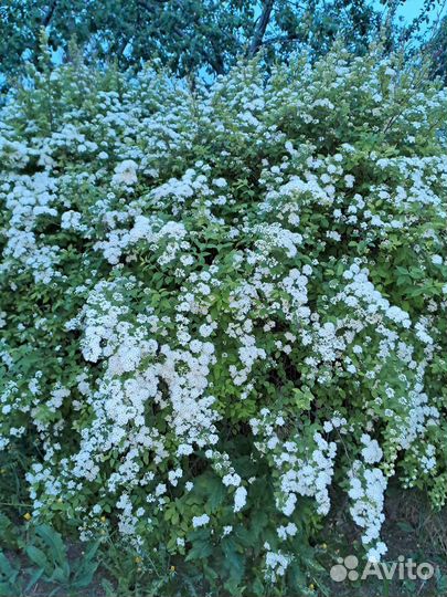 Саженцы груши,чер/смородины,жимолость,живая изгор