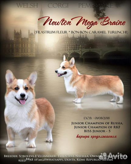 Вельш корги пемброк вязка