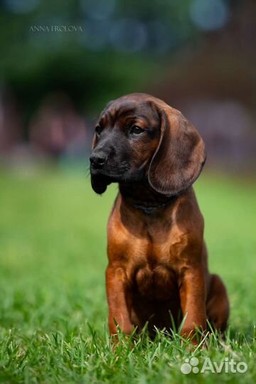 Баварская горная гончая