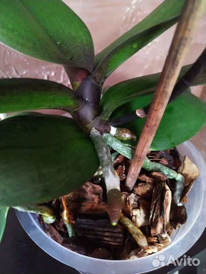 Орхидея фаленопсис