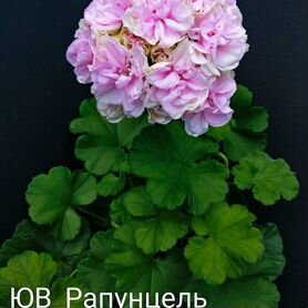 Юв Рапунцель (срезом)