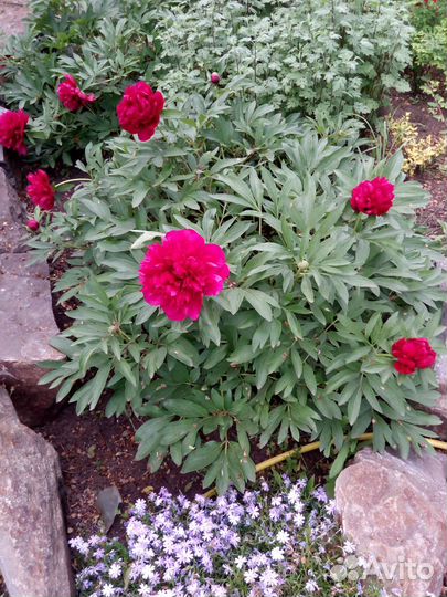 Продаю пионы