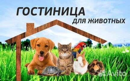 Передержка животных