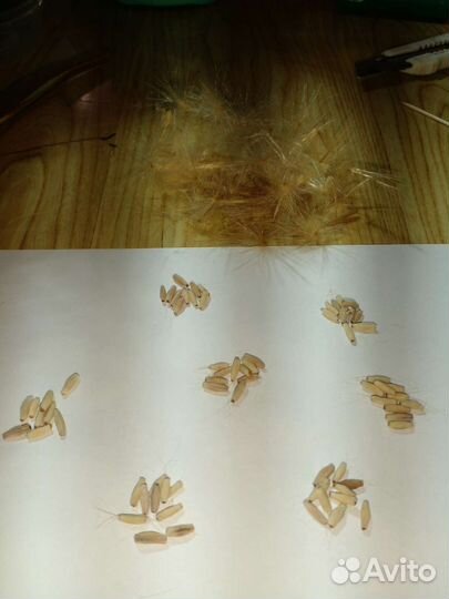 Семена адениума ручного опыления