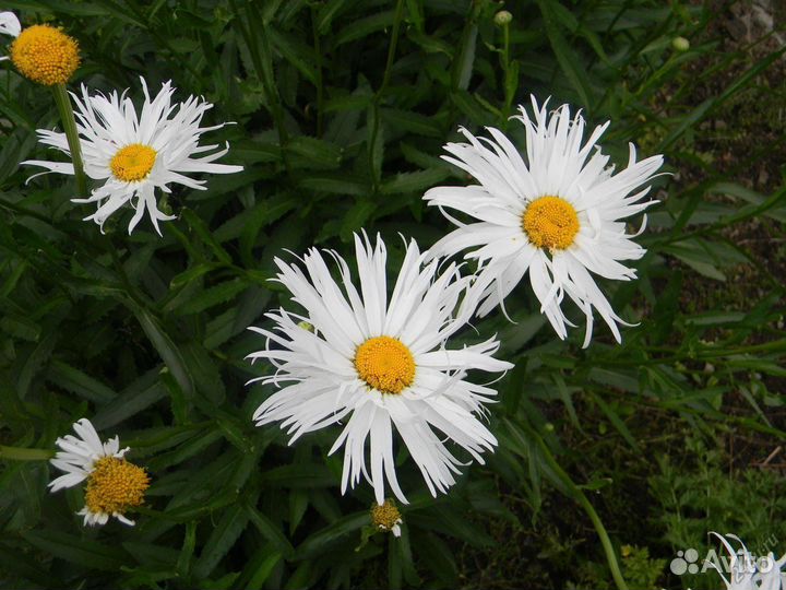 Ландыши садовые. Ромашка. Флоксы