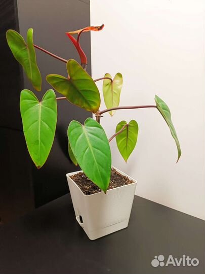 Филодендрон