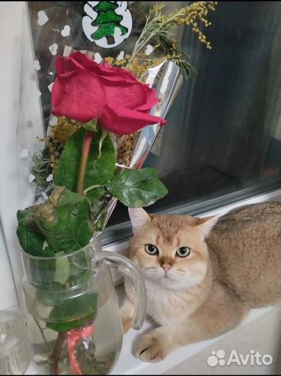 Британский кот вязка