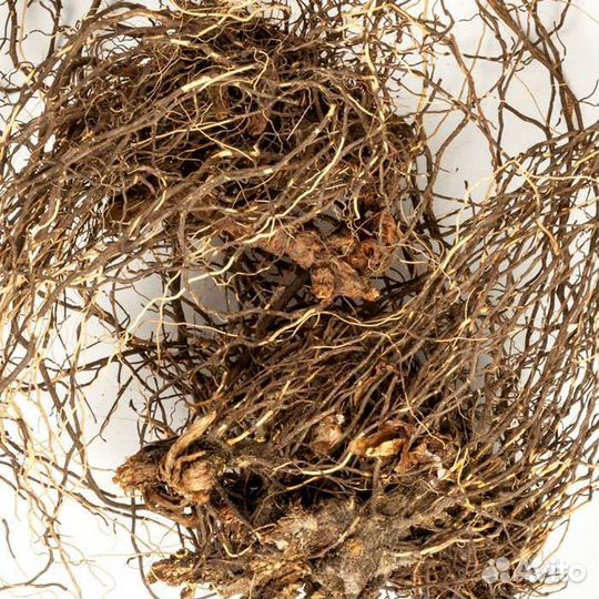 Левзея Маралий корень