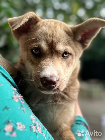 Собака в добрые руки отдам бесплатно