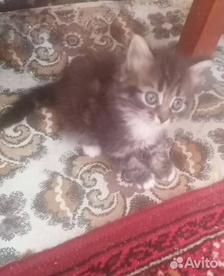 Котята норвежская лесная