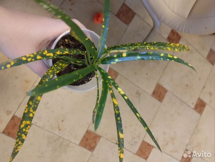 Кротон. Петра, экселент, брызги шампанского