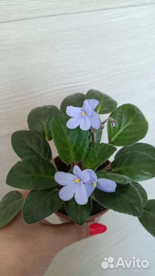 Олеандр и другие комнатные цветы в горшках