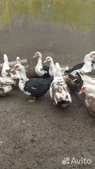 Мускусные утки