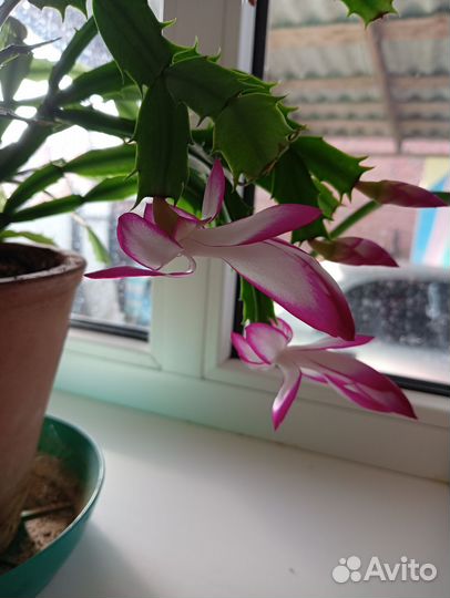 Декабрист белый