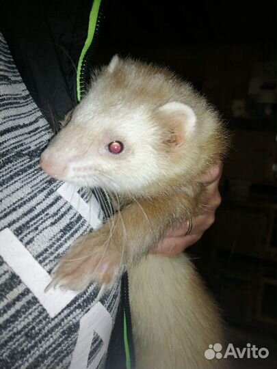 Хорек девочка