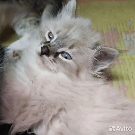 Сиамская кошечка