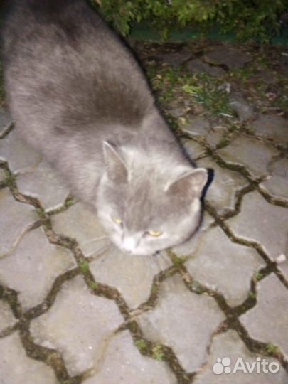 Пристраивается в добрые руки кошечка