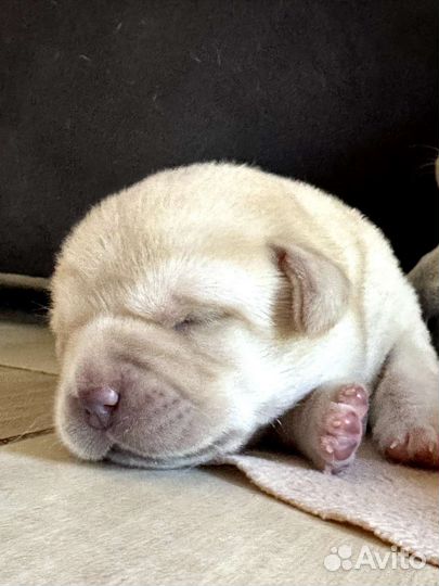 Щенки лабрадора ретривера