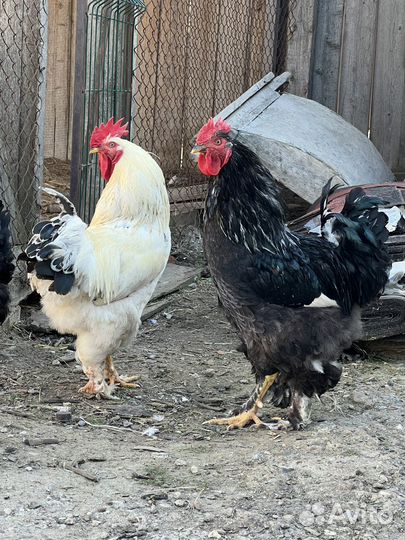 Молодые петухи