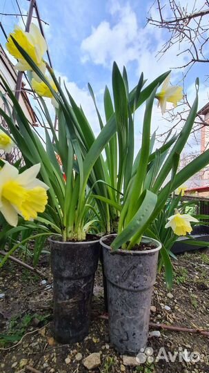 Нарциссы в горшке
