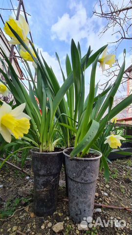 Нарциссы в горшке