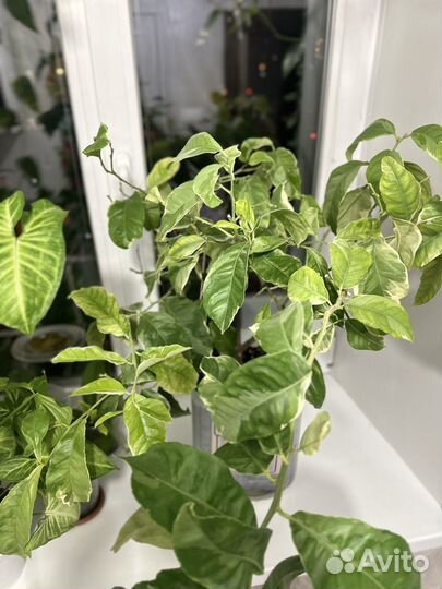 Лимон вариегатный