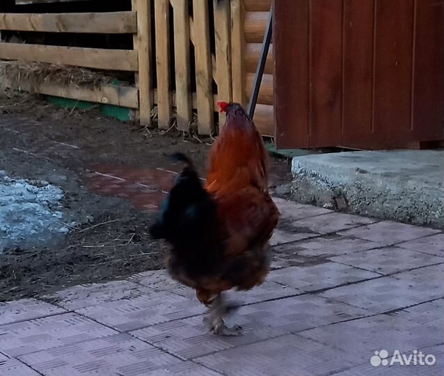Петух