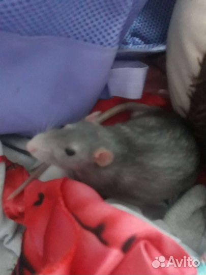 Крыса с клеткой