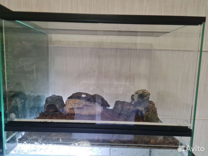 Иранский Эублефар, с террариумом 40*30*30
