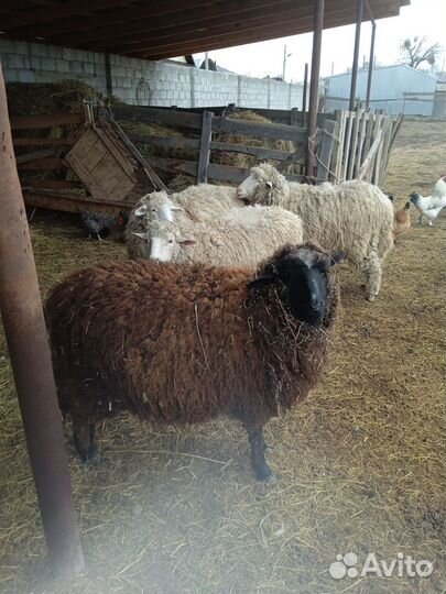 Овцы бараны