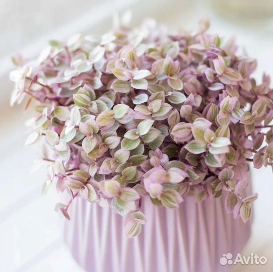 Коллизия розовая пантера и бьянка