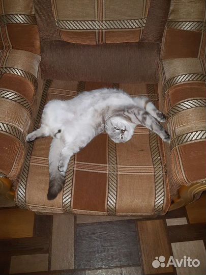 Шотландский кот вязка