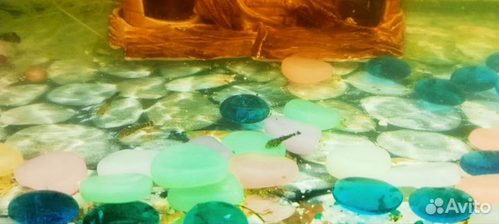 Аквариумные рыбки сомики и гуппи