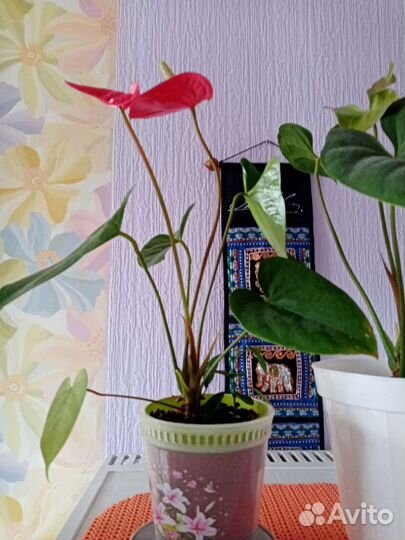 Антуриум Андре